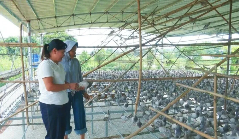 翔云鸽业：石咀镇养殖基地首批优质种鸽顺利入驻