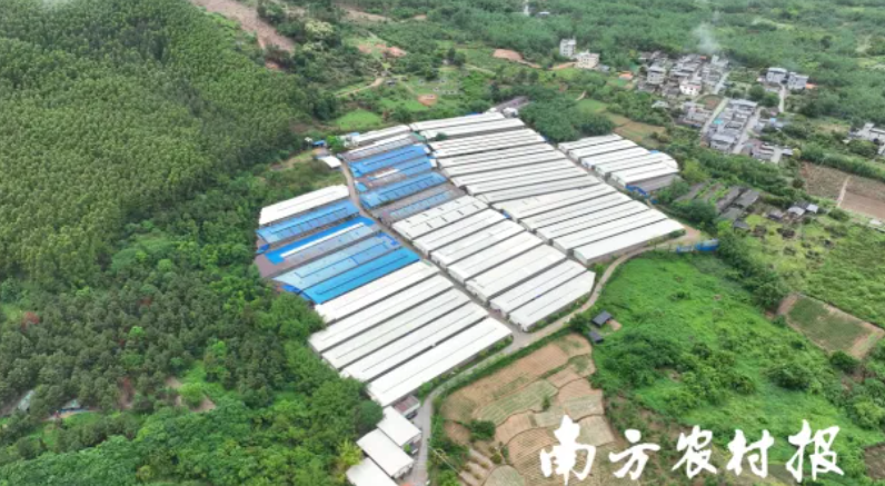 每六只广东鸽就有一只出自清远英德