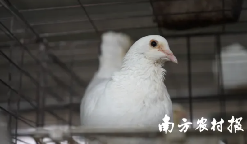 每六只广东鸽就有一只出自清远英德