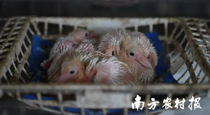 每六只广东鸽就有一只出自清远英德