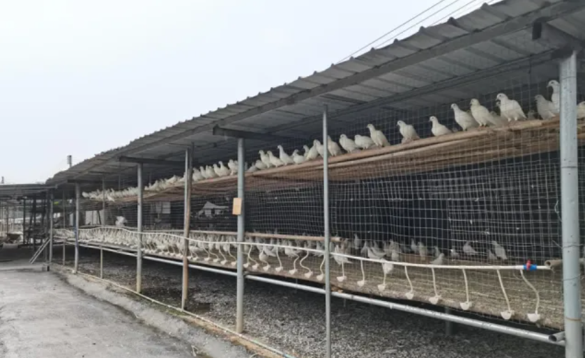 每六只广东鸽就有一只出自清远英德