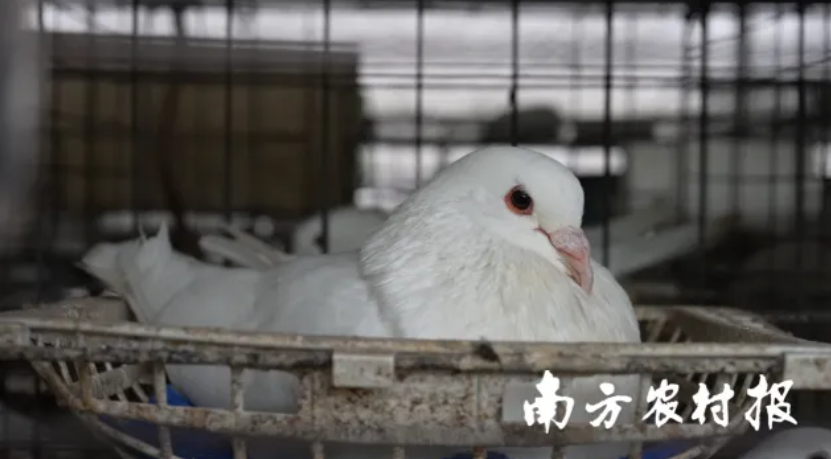 每六只广东鸽就有一只出自清远英德