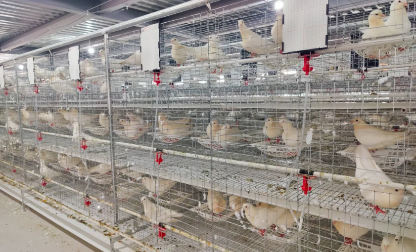 敖峰鸽业：平阳“翱丰1号”从此有了“智慧之家”！