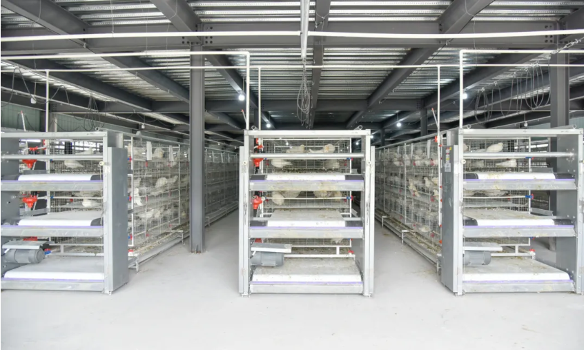 敖峰鸽业：平阳“翱丰1号”从此有了“智慧之家”！