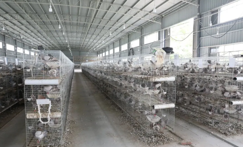 【乡村振兴】年产值超百万元 东兴肉鸽养殖孵出“致富经”