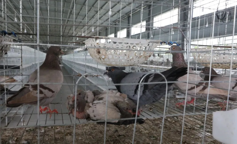 【乡村振兴】年产值超百万元 东兴肉鸽养殖孵出“致富经”
