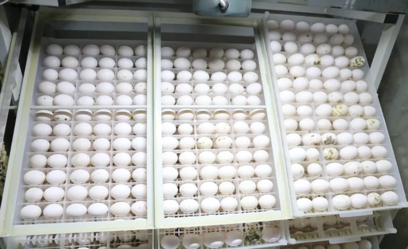 【乡村振兴】年产值超百万元 东兴肉鸽养殖孵出“致富经”