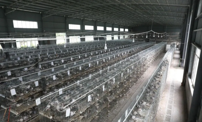 【乡村振兴】年产值超百万元 东兴肉鸽养殖孵出“致富经”