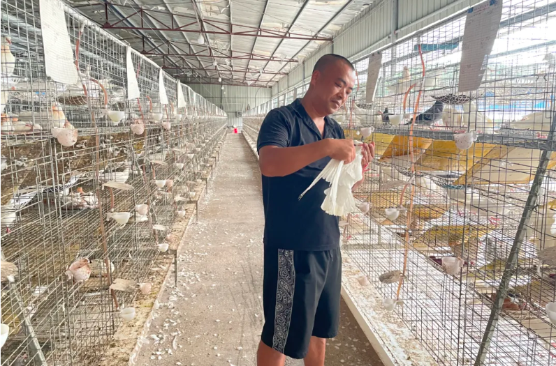 助乡村兴|邵武“阿科”养鸽闯出新天地，想带乡亲一起“飞”