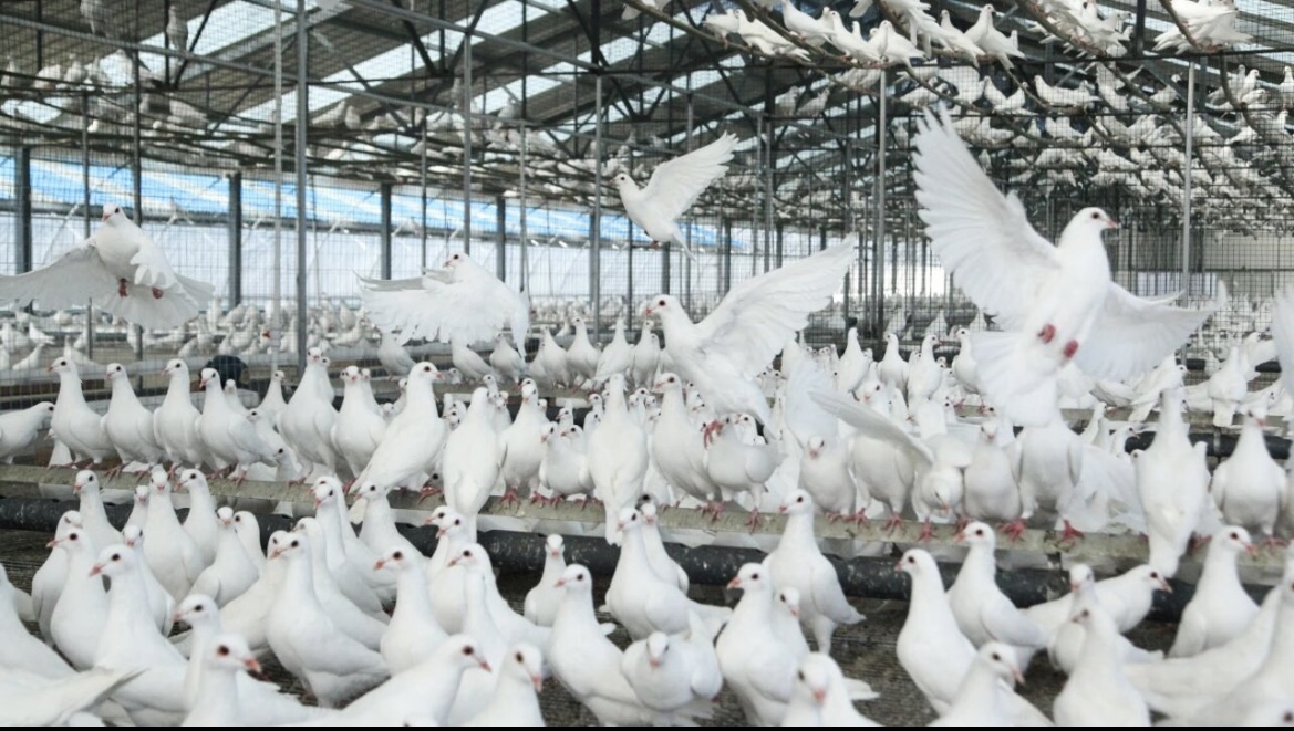 天成鸽业：“天成1号肉鸽”配套系通过国家审定