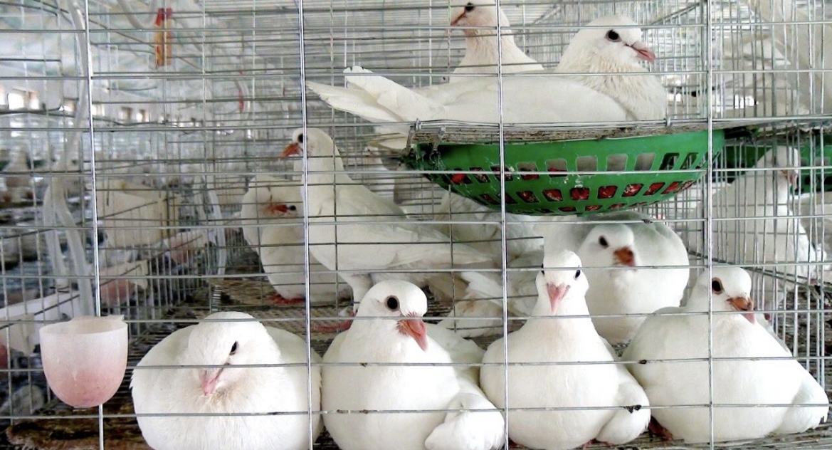 天成鸽业：“天成1号肉鸽”配套系通过国家审定