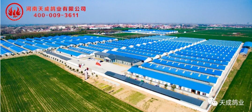 天成鸽业：“天成1号肉鸽”配套系通过国家审定