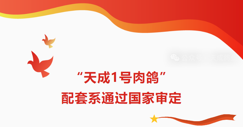天成鸽业：“天成1号肉鸽”配套系通过国家审定