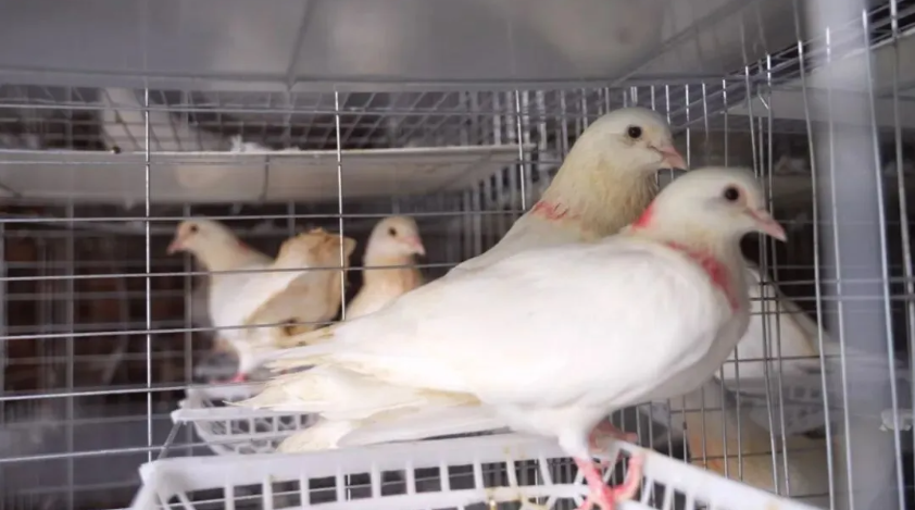 “合作社+公司+农户”：上杭官庄下濯村闲置庭院飞出“金鸽子”