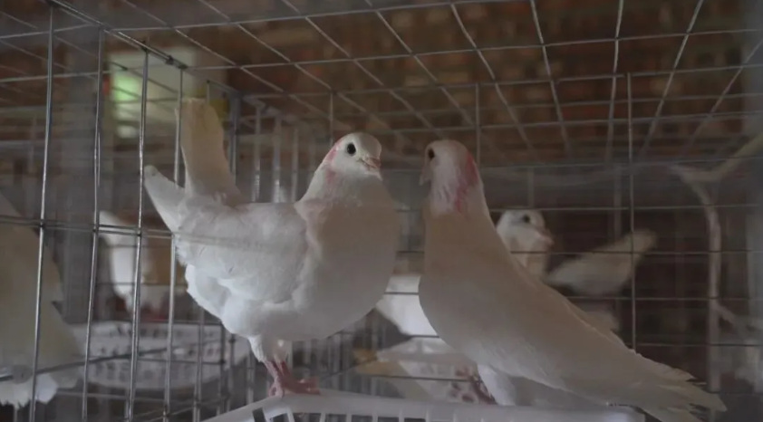 “合作社+公司+农户”：上杭官庄下濯村闲置庭院飞出“金鸽子”