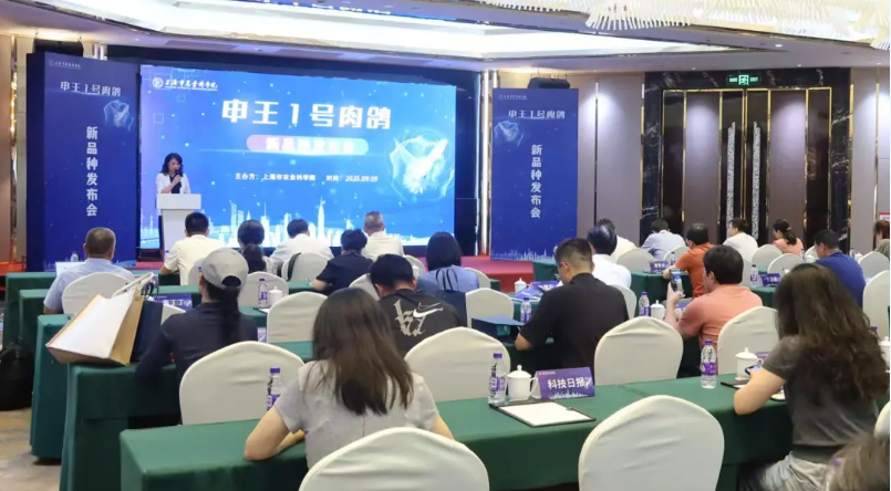 上海首个肉鸽新品种今日正式发布，十年攻坚破解种源“卡脖子”难题！