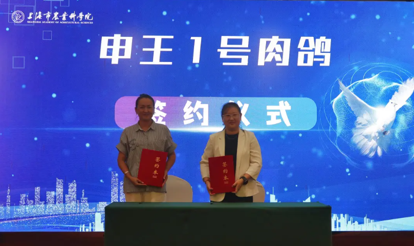 上海首个肉鸽新品种今日正式发布，十年攻坚破解种源“卡脖子”难题！