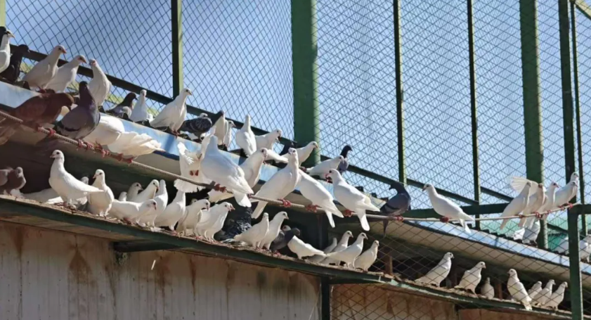 凉州区洪祥镇：6.5万羽肉鸽“振翅”飞向富民产业