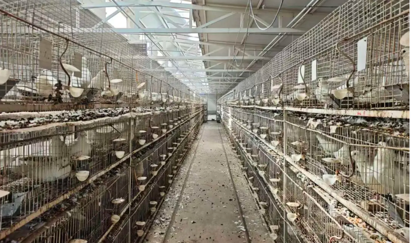 凉州区洪祥镇：6.5万羽肉鸽“振翅”飞向富民产业