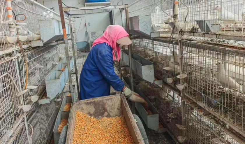 凉州区洪祥镇：6.5万羽肉鸽“振翅”飞向富民产业