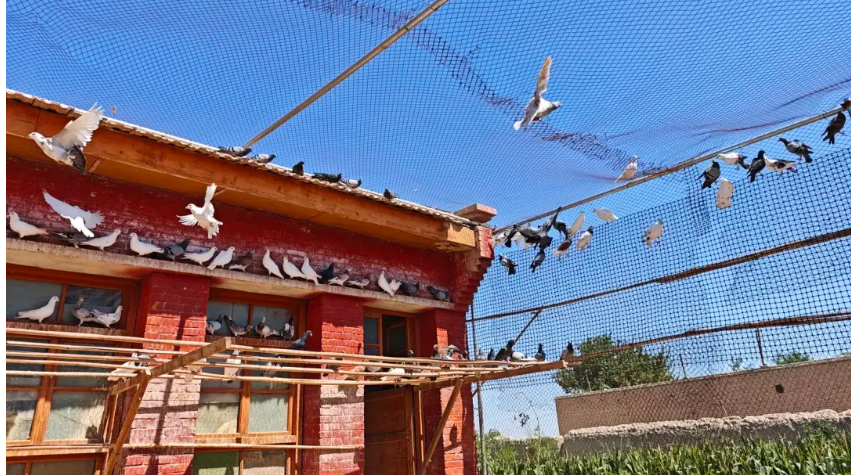 凉州区洪祥镇：6.5万羽肉鸽“振翅”飞向富民产业