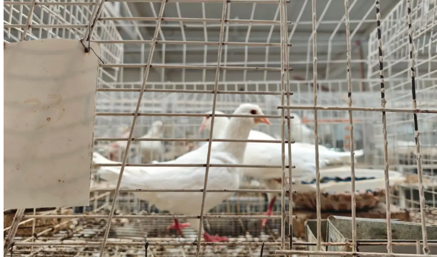 凉州区洪祥镇：6.5万羽肉鸽“振翅”飞向富民产业