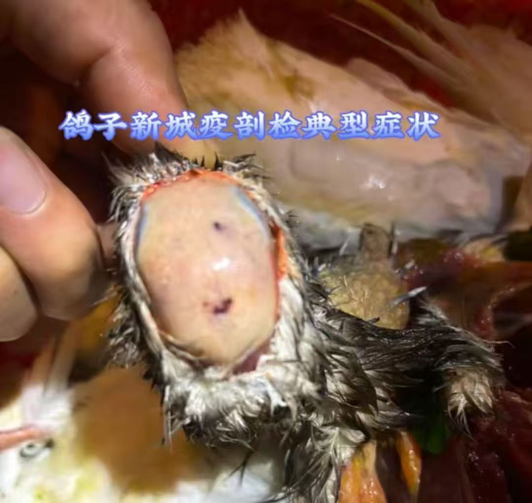 鸽新城疫图