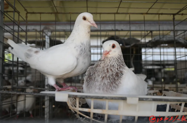 君洲鸽业：小小鸽子“孵”出亿元产业