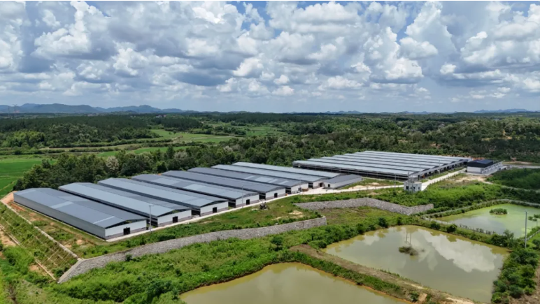 君洲鸽业：小小鸽子“孵”出亿元产业