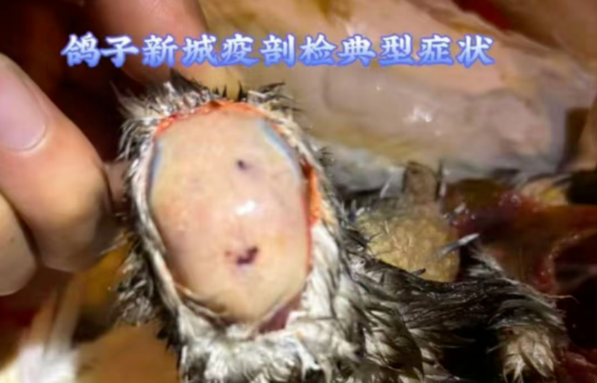 鸽新城疫（鸽瘟）的流行及防控措施