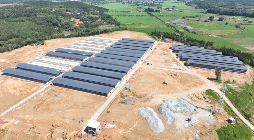 淦旺农牧肉鸽：麦㙦这家智慧鸽场“带飞”村民致富