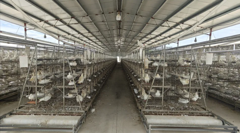 淦旺农牧肉鸽：麦㙦这家智慧鸽场“带飞”村民致富