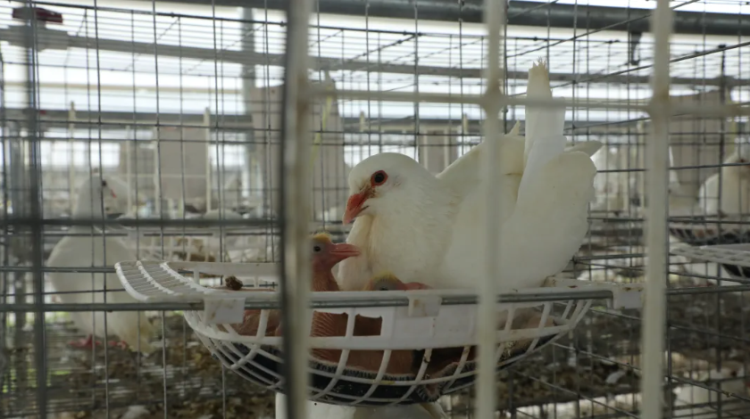 淦旺农牧肉鸽：麦㙦这家智慧鸽场“带飞”村民致富