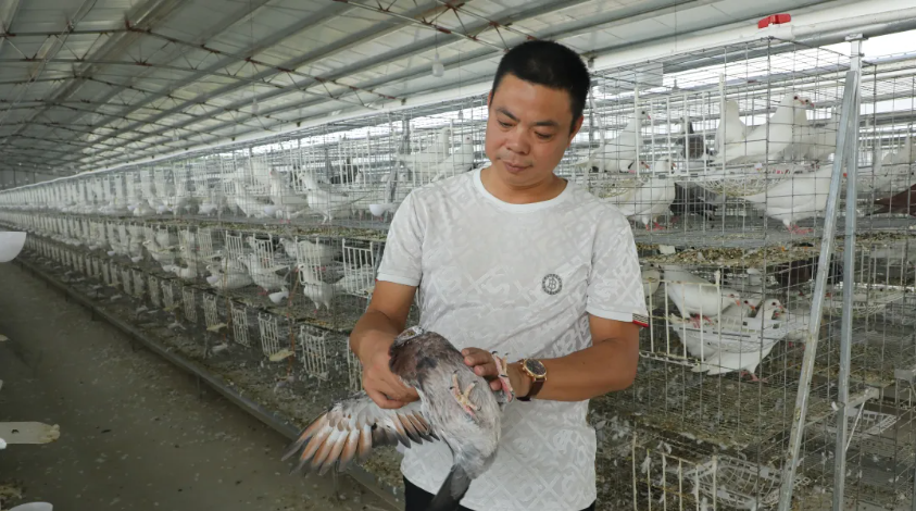 淦旺农牧肉鸽：麦㙦这家智慧鸽场“带飞”村民致富