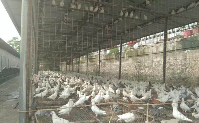 金丽鸽业：祁阳金丽鸽业发展有限公司