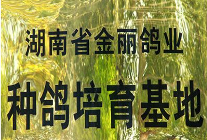 金丽鸽业：祁阳金丽鸽业发展有限公司