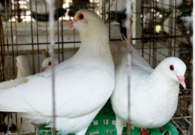 金丽鸽业：祁阳金丽鸽业发展有限公司