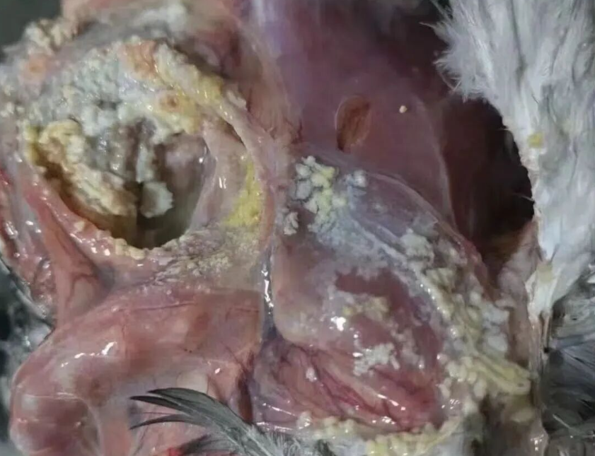 鸽白色念珠菌图