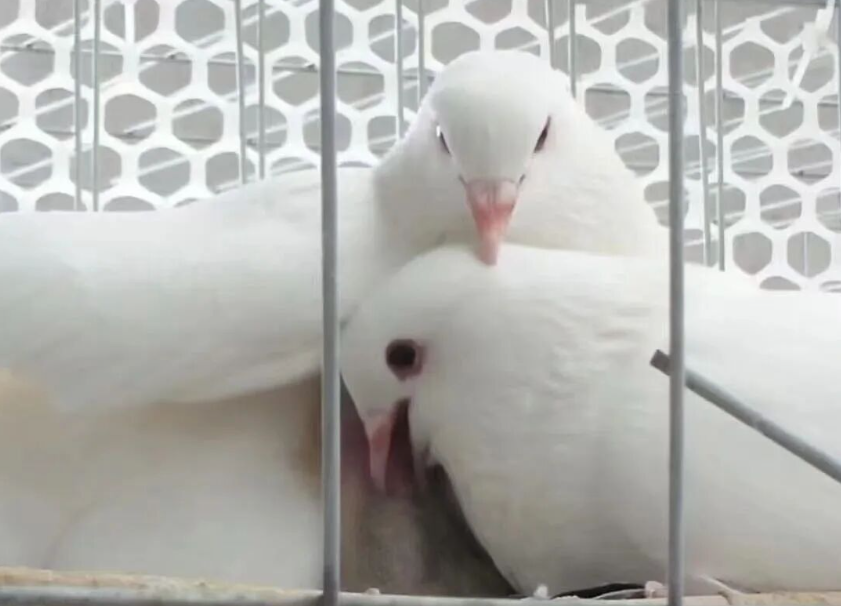 鸽子毛滴虫病菌发病原因及危害?