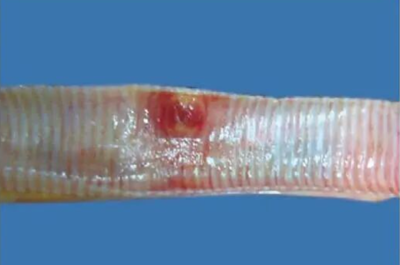 鸽痘的症状与防控对策