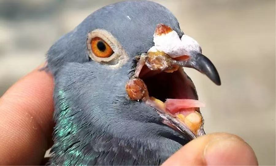 鸽痘的症状与防控对策