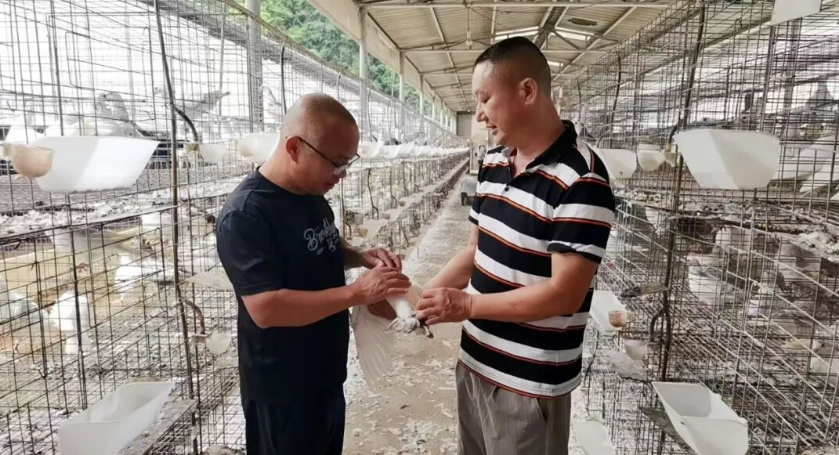 年出栏近500万羽，产值超亿元！武平这个镇特色产业“鸽”声嘹亮