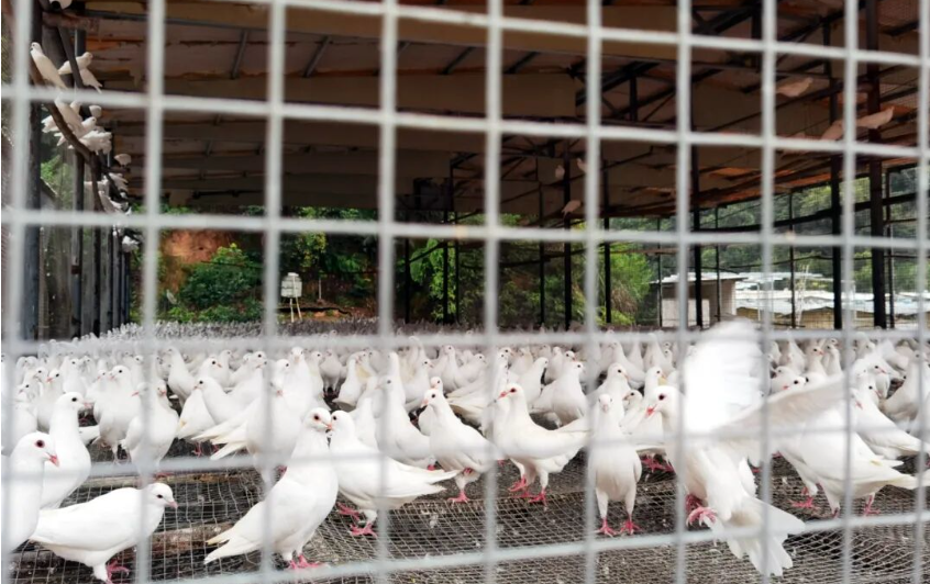 年出栏近500万羽，产值超亿元！武平这个镇特色产业“鸽”声嘹亮