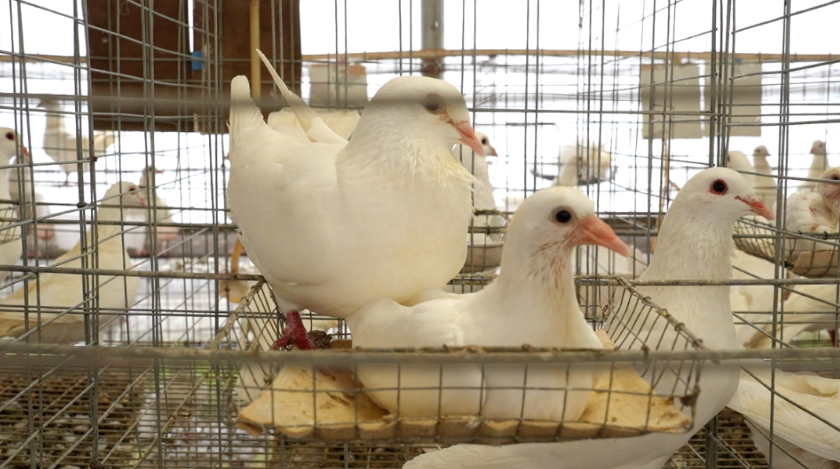 年出栏近500万羽，产值超亿元！武平这个镇特色产业“鸽”声嘹亮