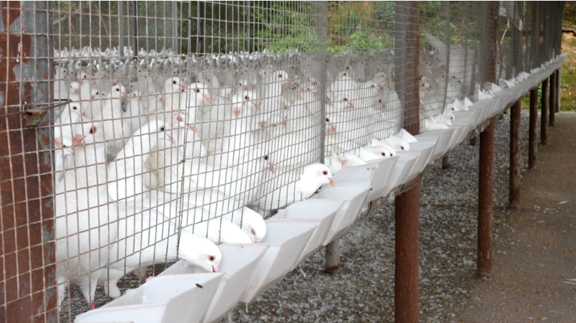 年出栏近500万羽，产值超亿元！武平这个镇特色产业“鸽”声嘹亮