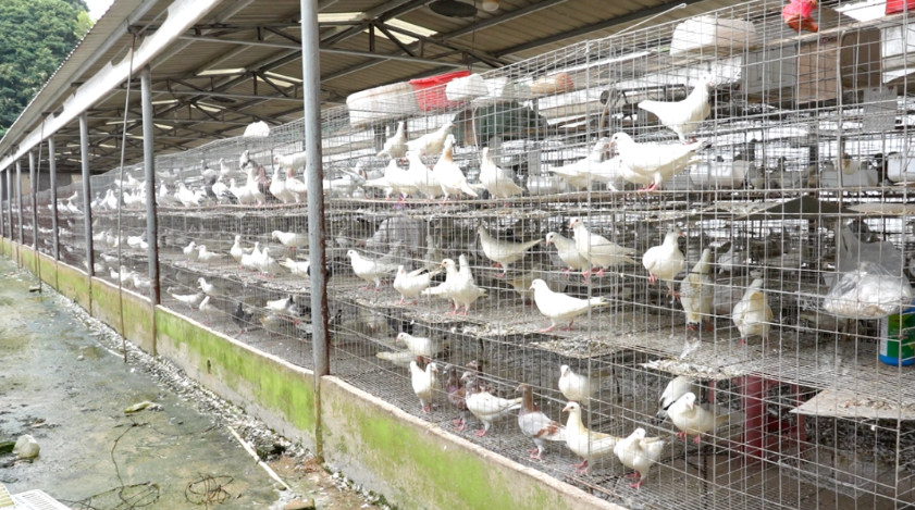 年出栏近500万羽，产值超亿元！武平这个镇特色产业“鸽”声嘹亮