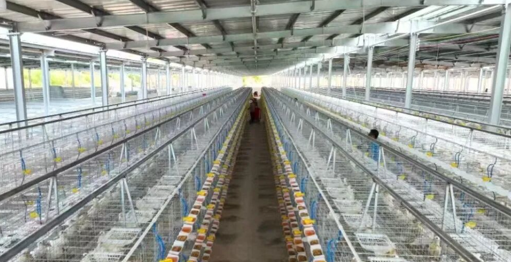 尼勒克县：一路高“鸽”助农增收有“钱”景