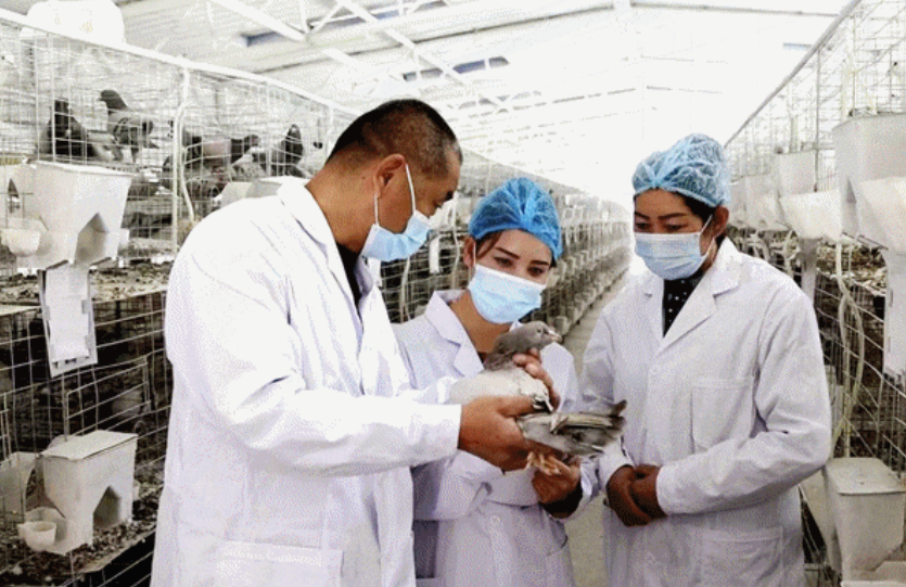 尼勒克县：一路高“鸽”助农增收有“钱”景