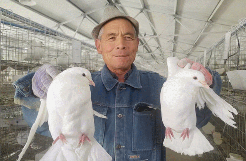 尼勒克县：一路高“鸽”助农增收有“钱”景