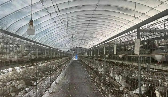 江苏禾风鸽业：借科技创新之力 让富硒鸽产业振翅高飞